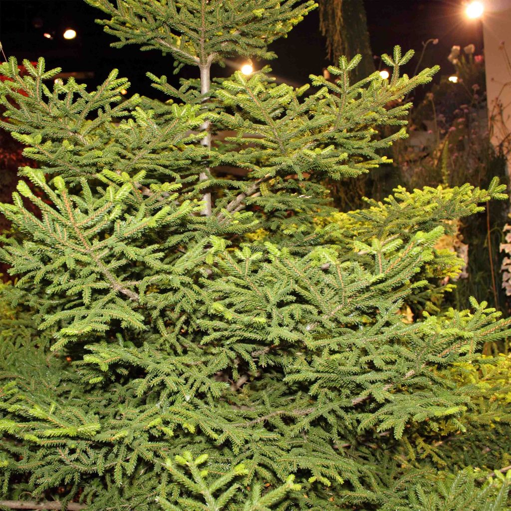 Picea orientalis Gracilis - Sapinette d'Orient                      