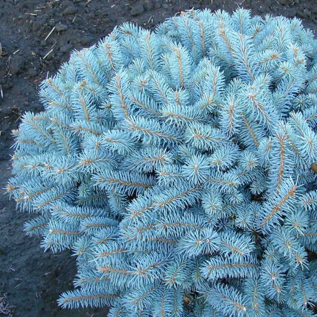 Picea pungens Glauca Globosa - Epicea bleu                   