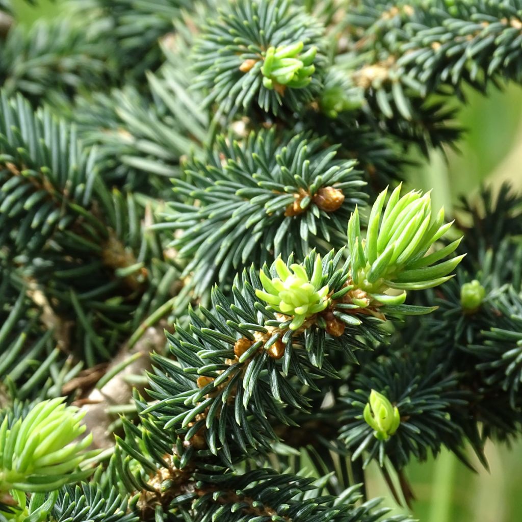 Epicea bleu - Picea pungens Sonia                             