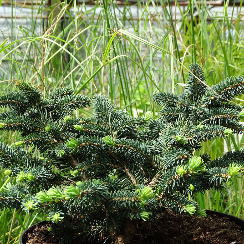 Epicea bleu - Picea pungens Sonia                             