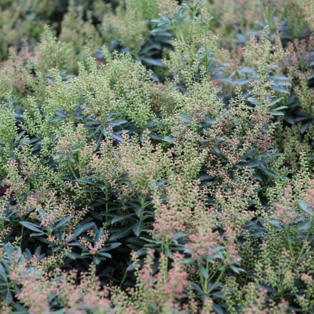 Pieris Debutante - Andromède du Japon