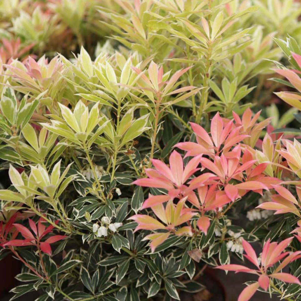 Andromède du Japon - Pieris Flaming Silver.