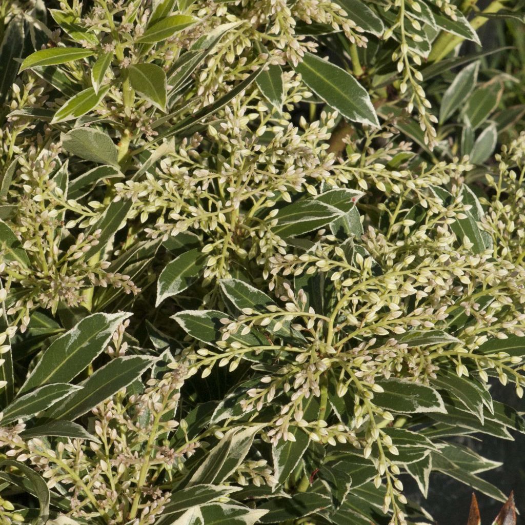 Andromède du Japon - Pieris Flaming Silver.