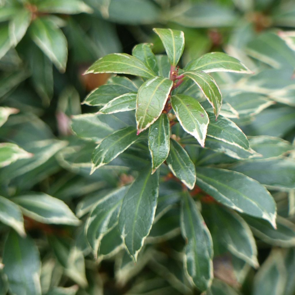 Andromède du Japon - Pieris japonica Little Heath Variegata