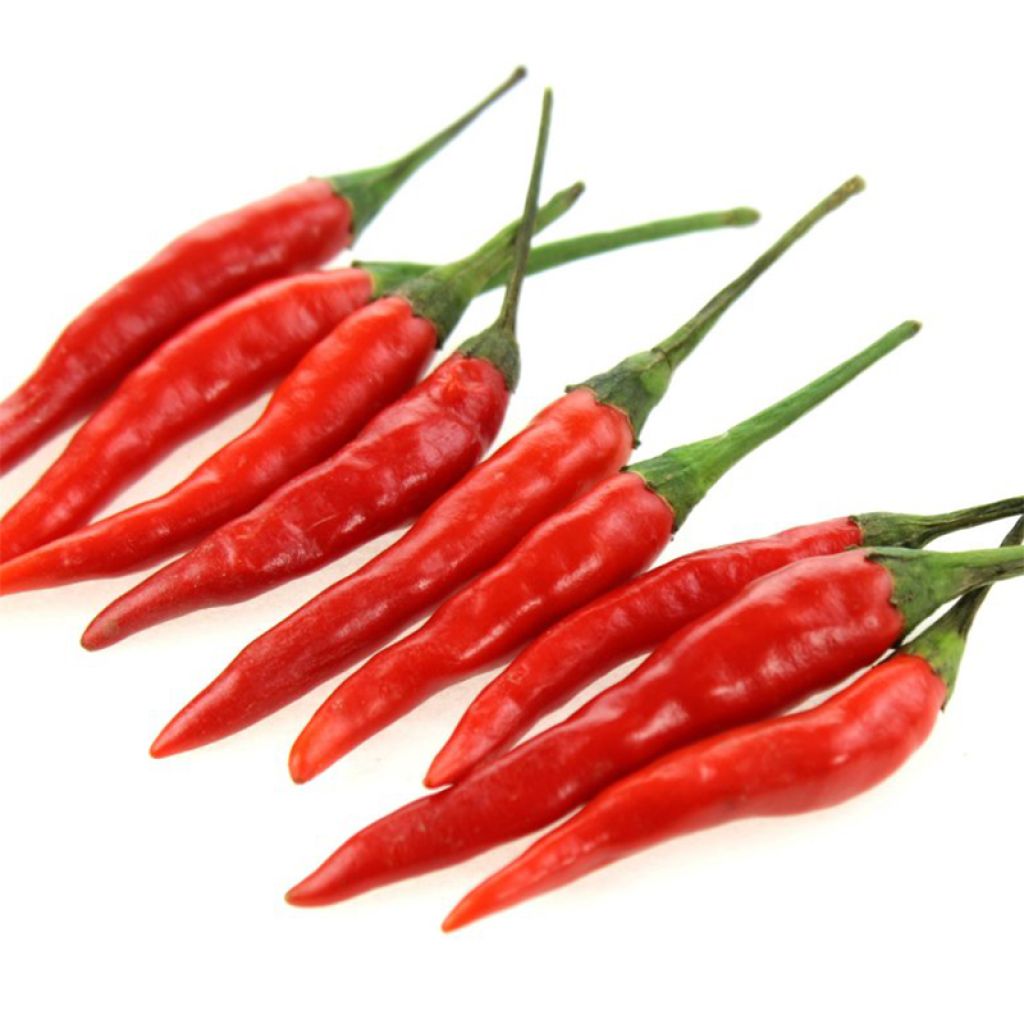 Piment Sucette De Provence - Poivron -Capsicum annuum 