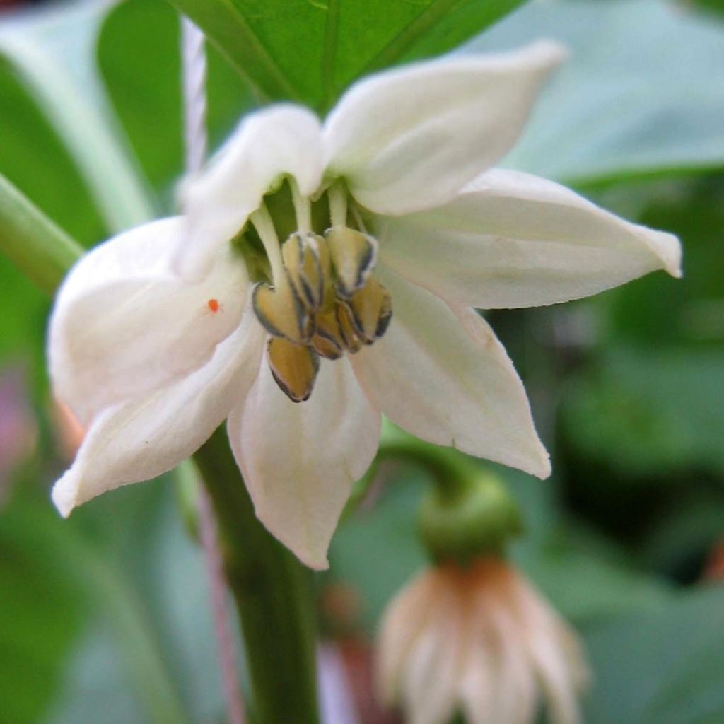 Piment de Cayenne Impala - Capsicum frutescens en plant