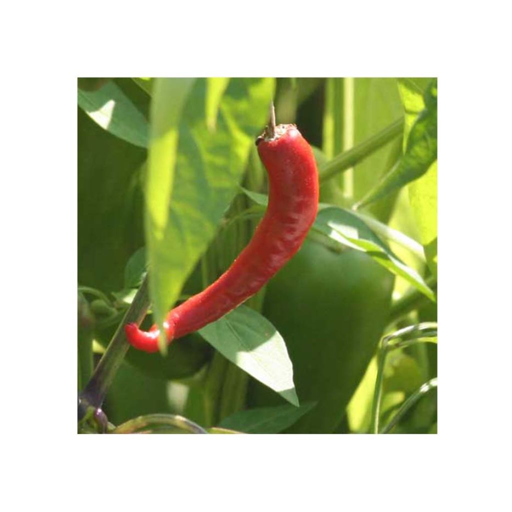 Piment de Cayenne en plants - Capsicum frutescens