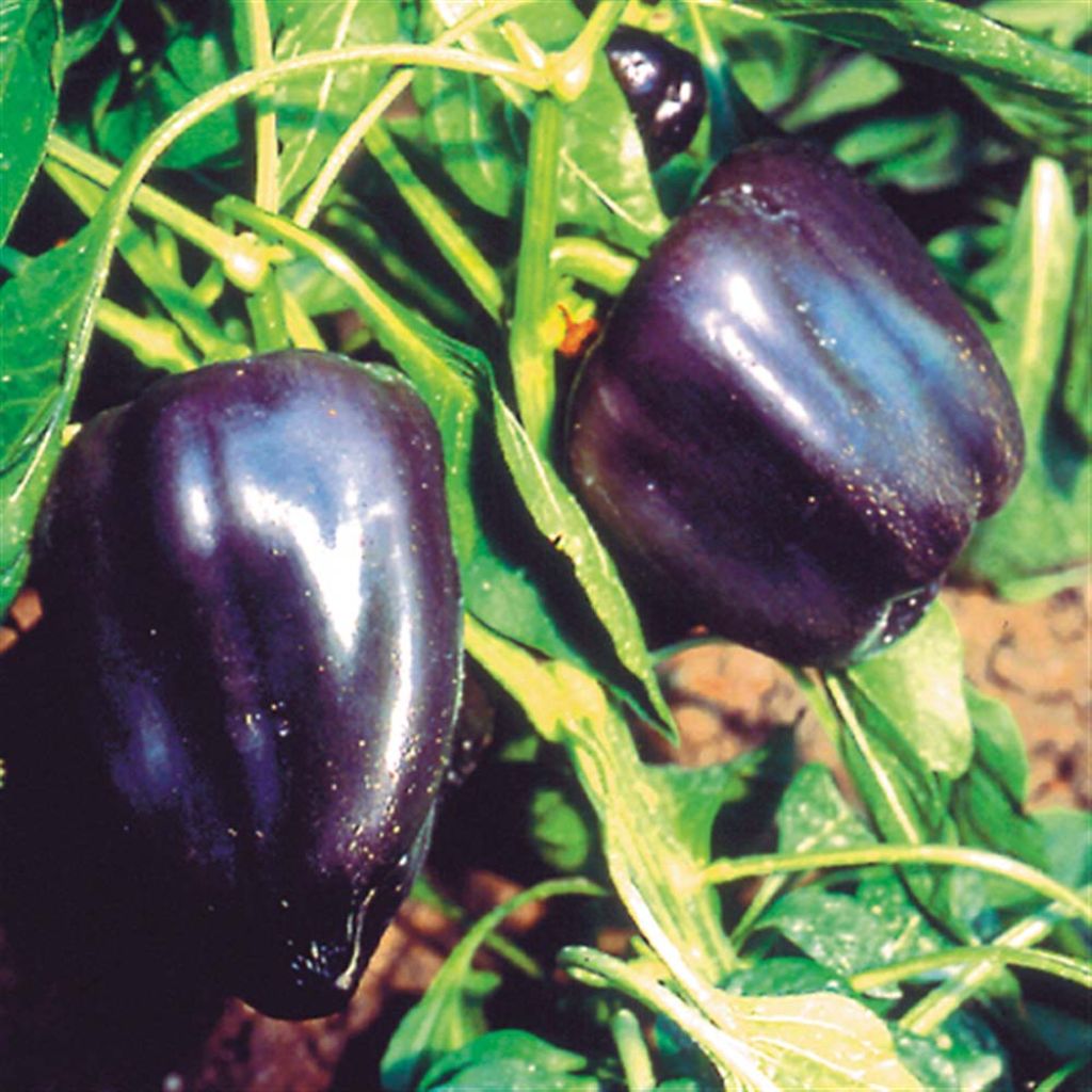 Piment purple Bio - Ferme de Ste Marthe