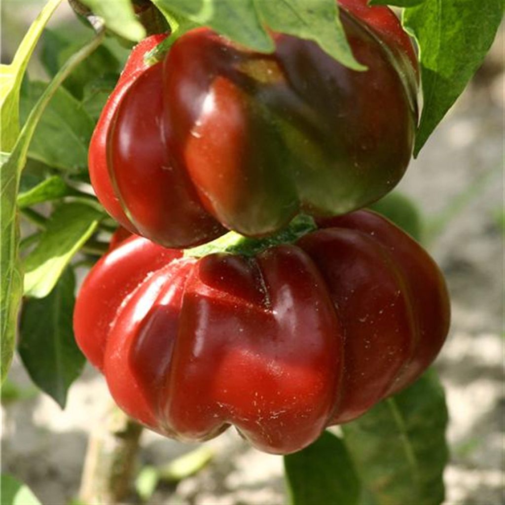 Piment Tomate Bio - Ferme de Sainte Marthe