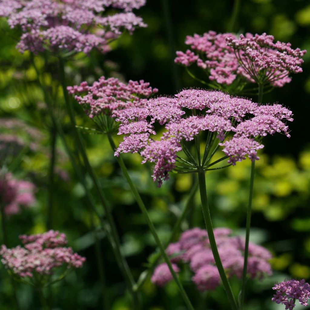 Pimpinella major Rosea - Grand boucage.