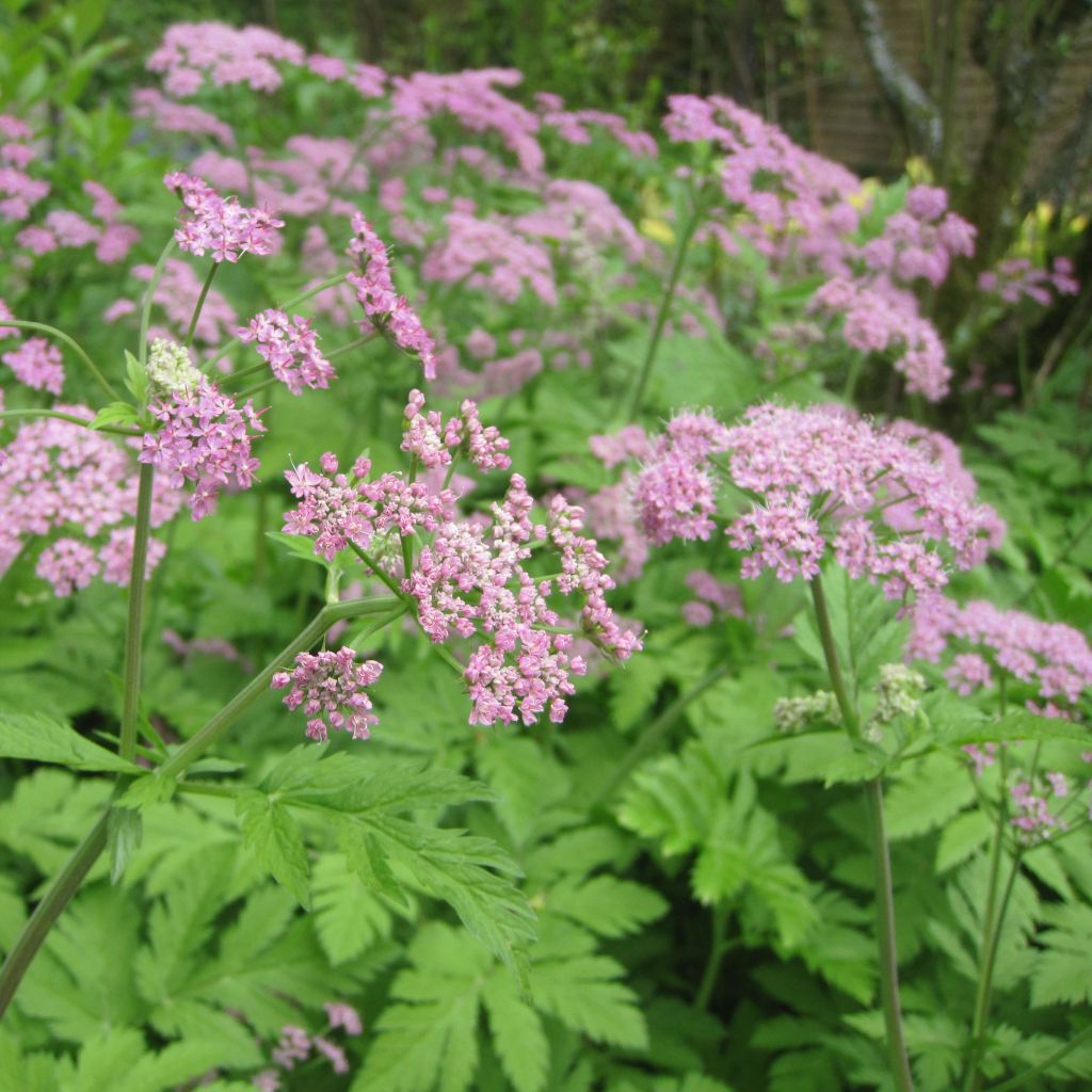 Pimpinella major Rosea - Grand boucage.