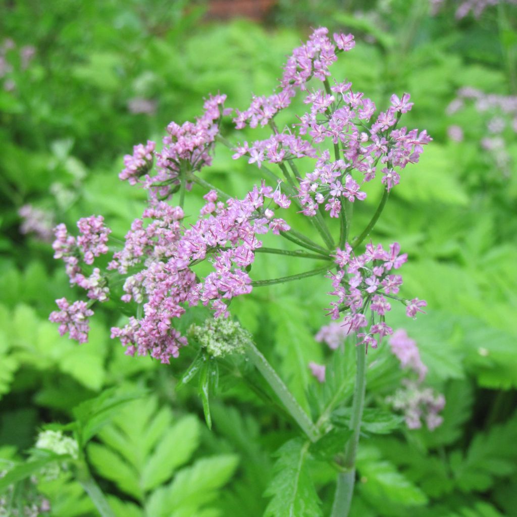 Pimpinella major Rosea - Grand boucage.