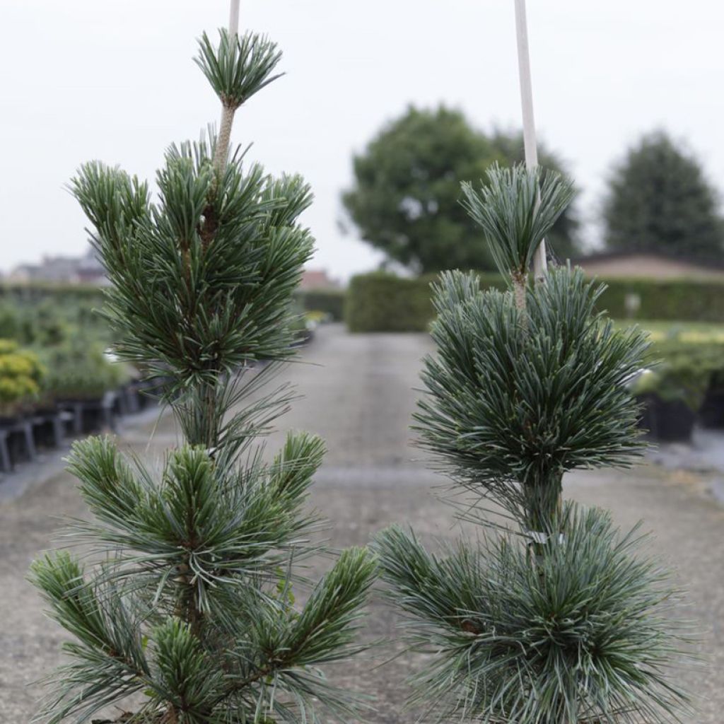 Pin - Pinus flexilis Vanderwolf's Pyramid