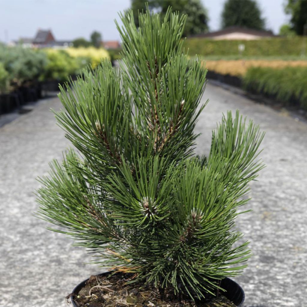 Pin - Pinus heldreichii Malinkii