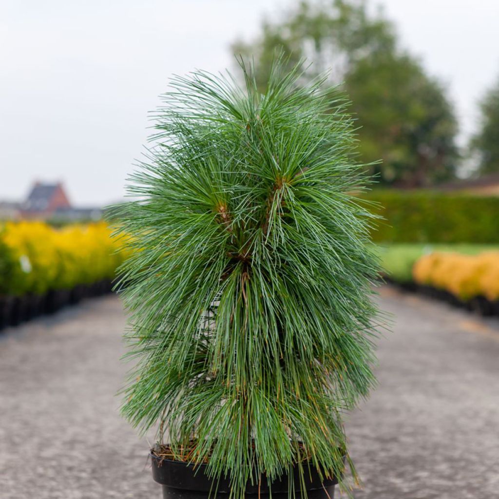 Pin - Pinus schwerinii Wiethorst