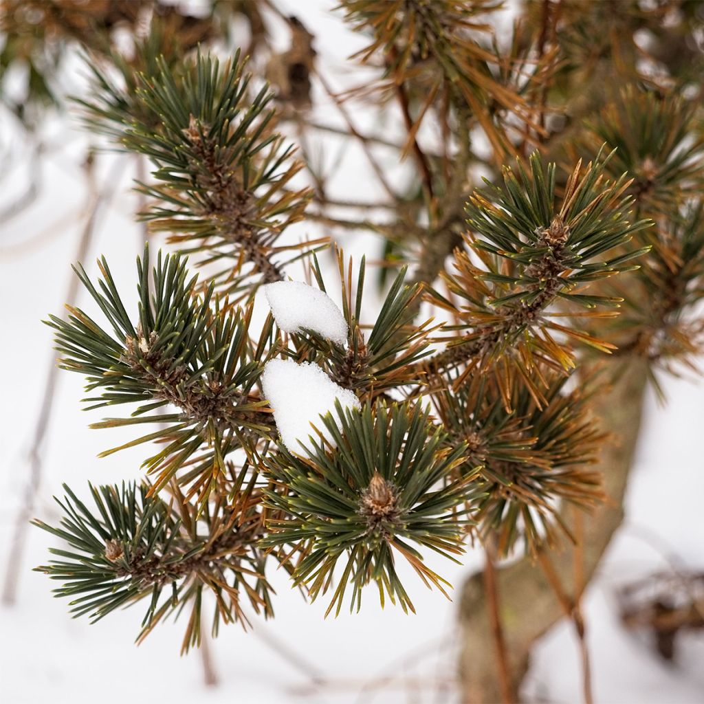 Pin - Pinus thunbergii Kotobuki