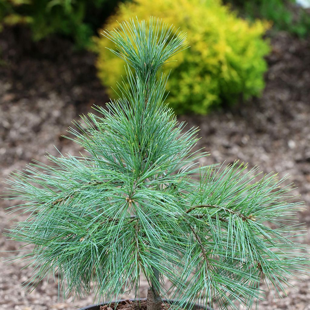 Pin de Weymouth nain - Pinus strobus Niagara Falls