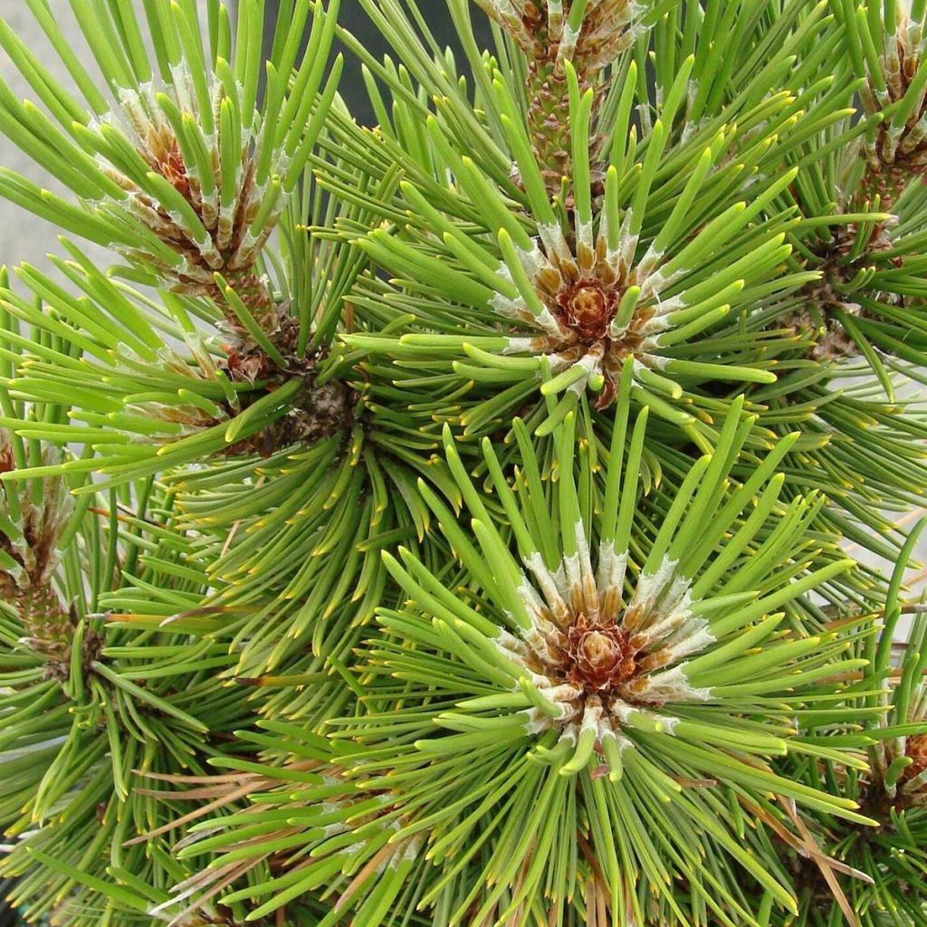 Pin de bosnie - Pinus heldreichii (leucodermis) Compact Gem