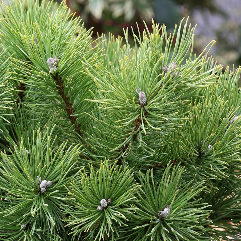 Pin de montagne - Pinus mugo Allgäu