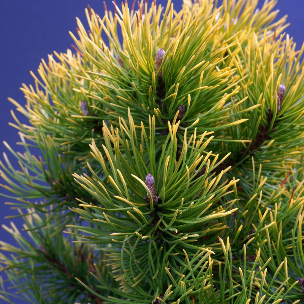 Pin de montagne - Pinus mugo Mops Gold