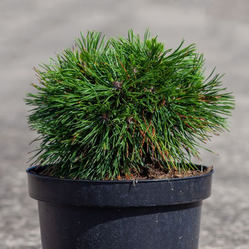 Pin de montagne - Pinus mugo Varella