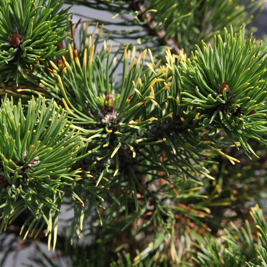 Pin de montagne - Pinus mugo Carsten's Wintergold