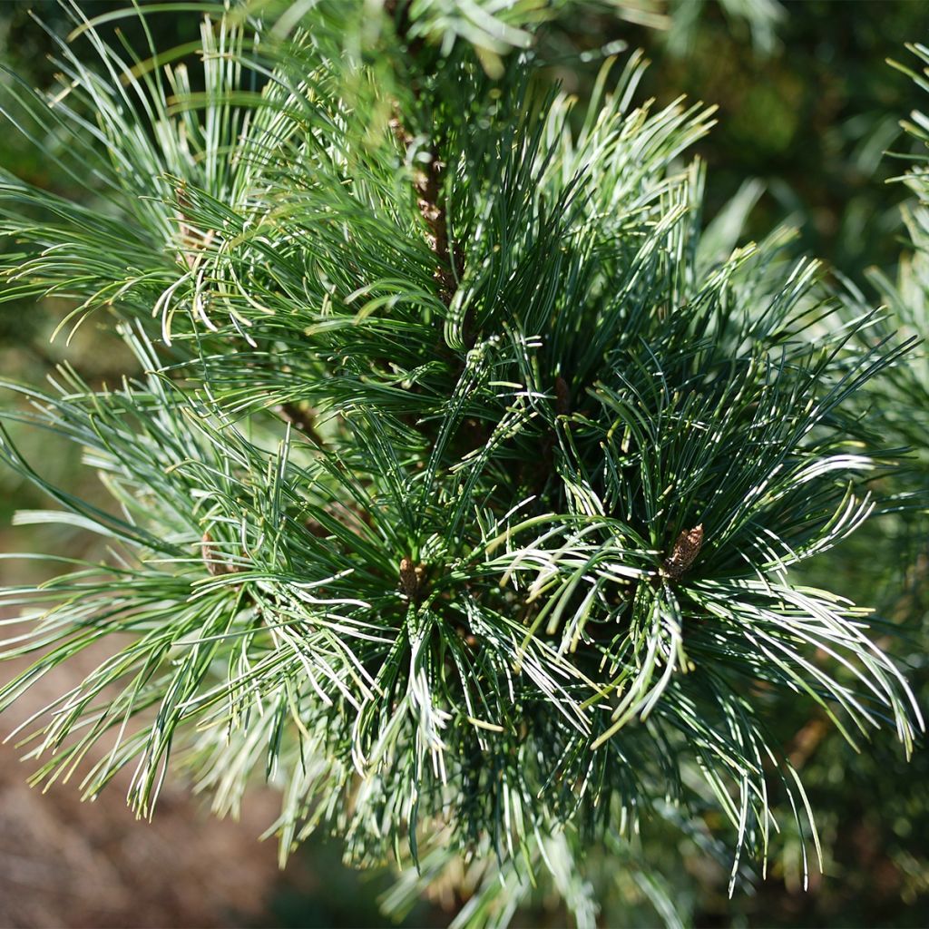 Pin nain de Sibérie - Pinus pumila Glauca