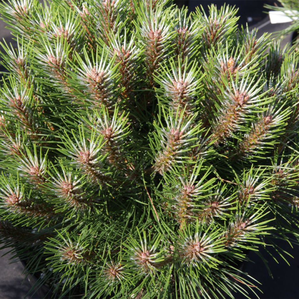 Pin noir - Pinus nigra Marie Brégeon