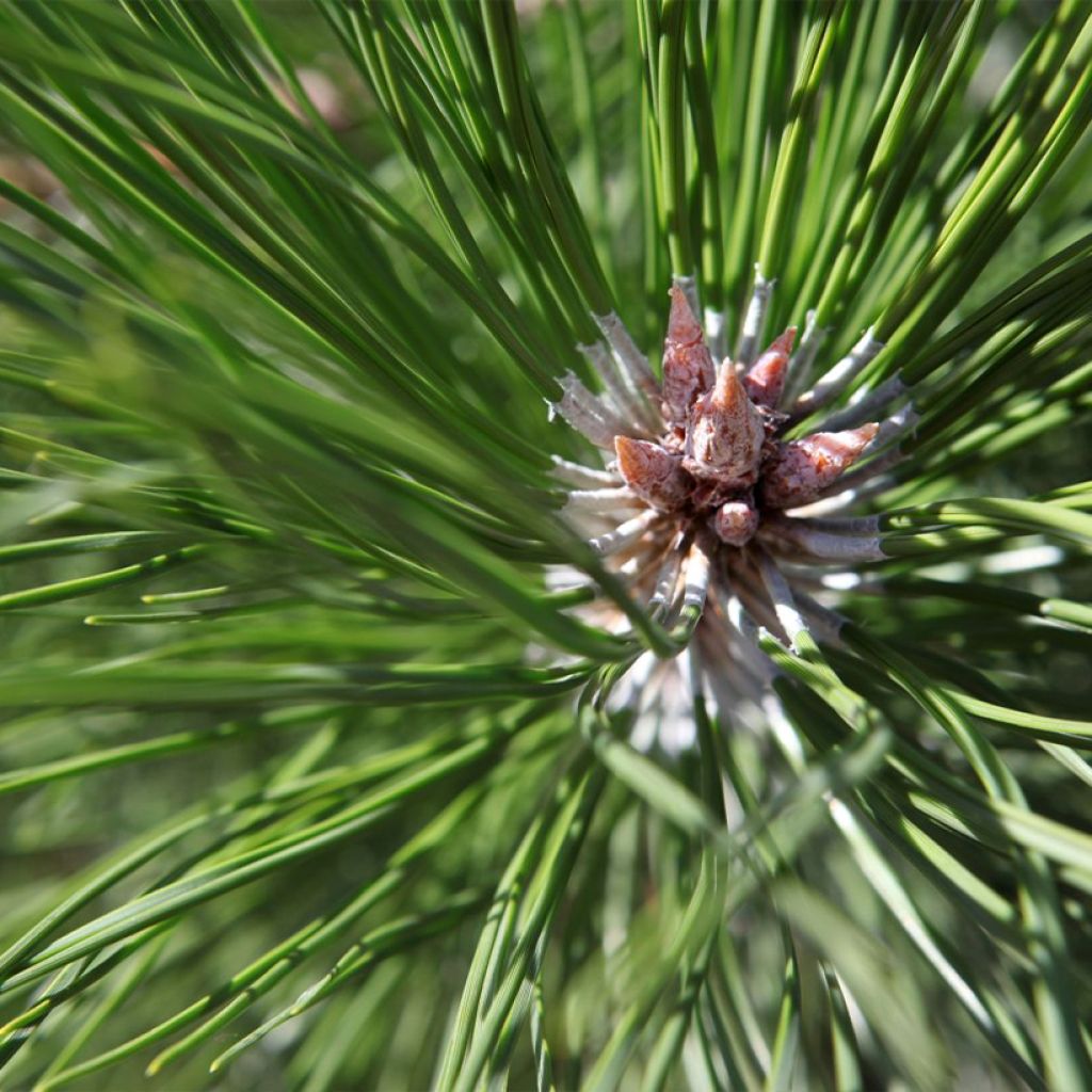 Pin noir d'Autriche - Pinus nigra nigra