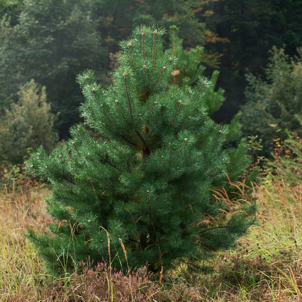 Pin sylvestre - Pinus sylvestris Norska