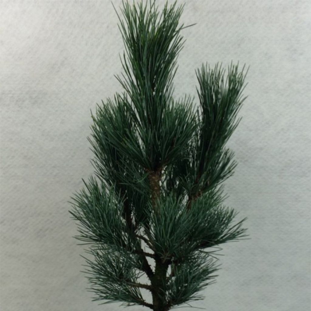 Pinus cembra Compacta Glauca - Pin cembro nain                   