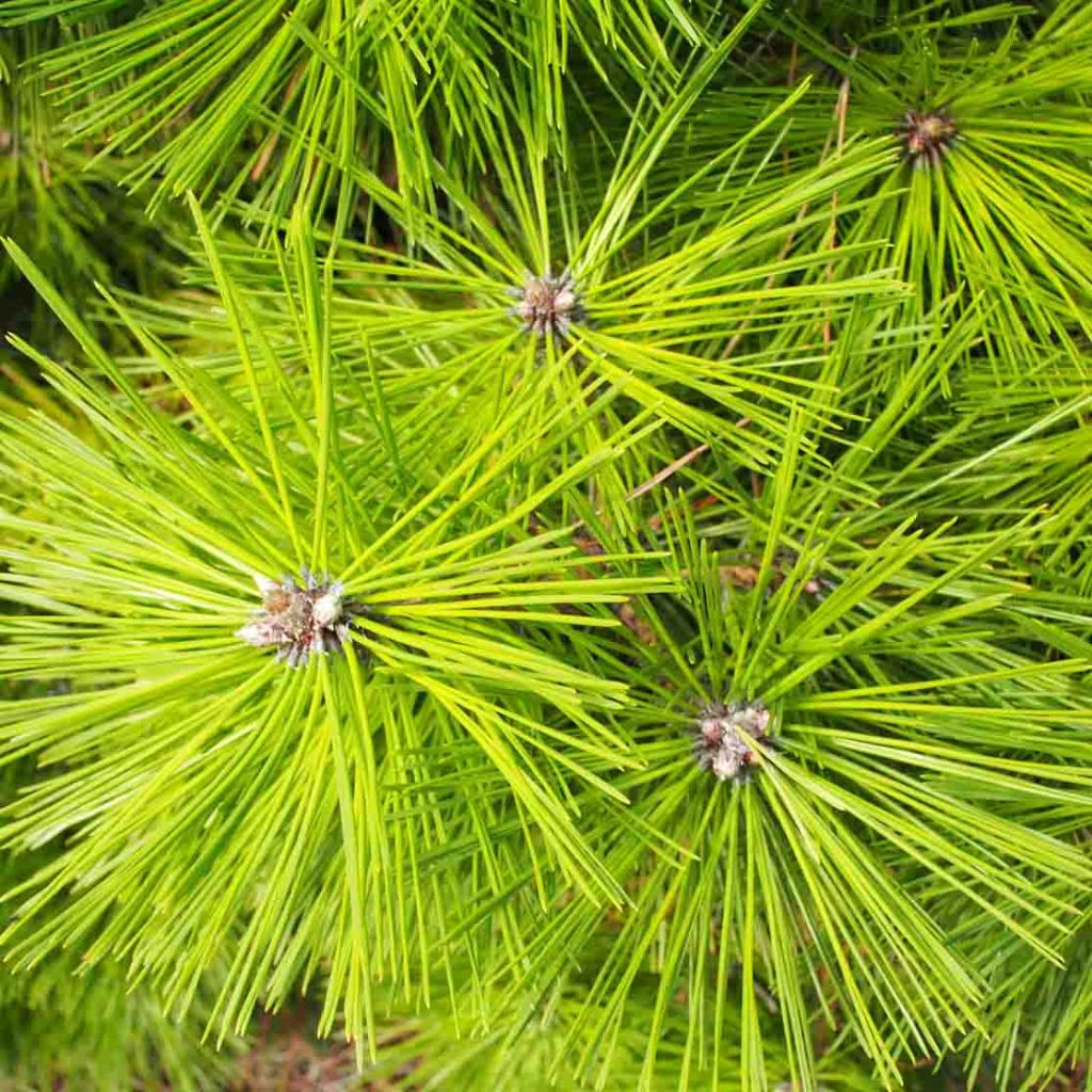 Pinus densiflora Jane Kluis - Pin rouge du Japon                    