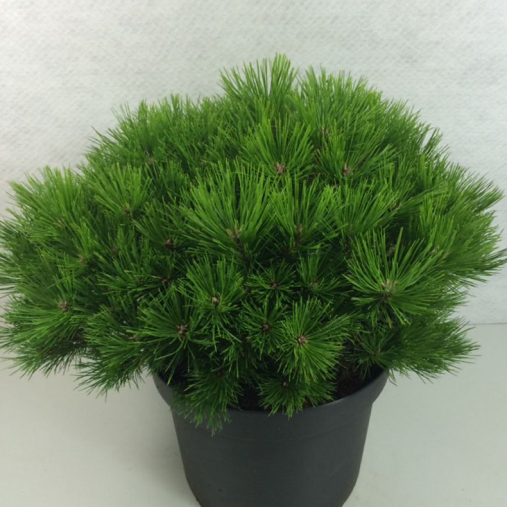 Pinus densiflora Low Glow - Pin rouge du Japon                       