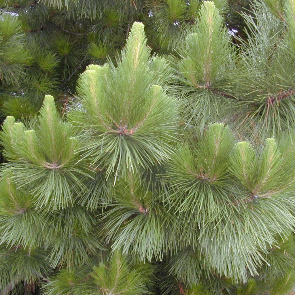 Pinus insignis (radiata) - Pin de Monterey