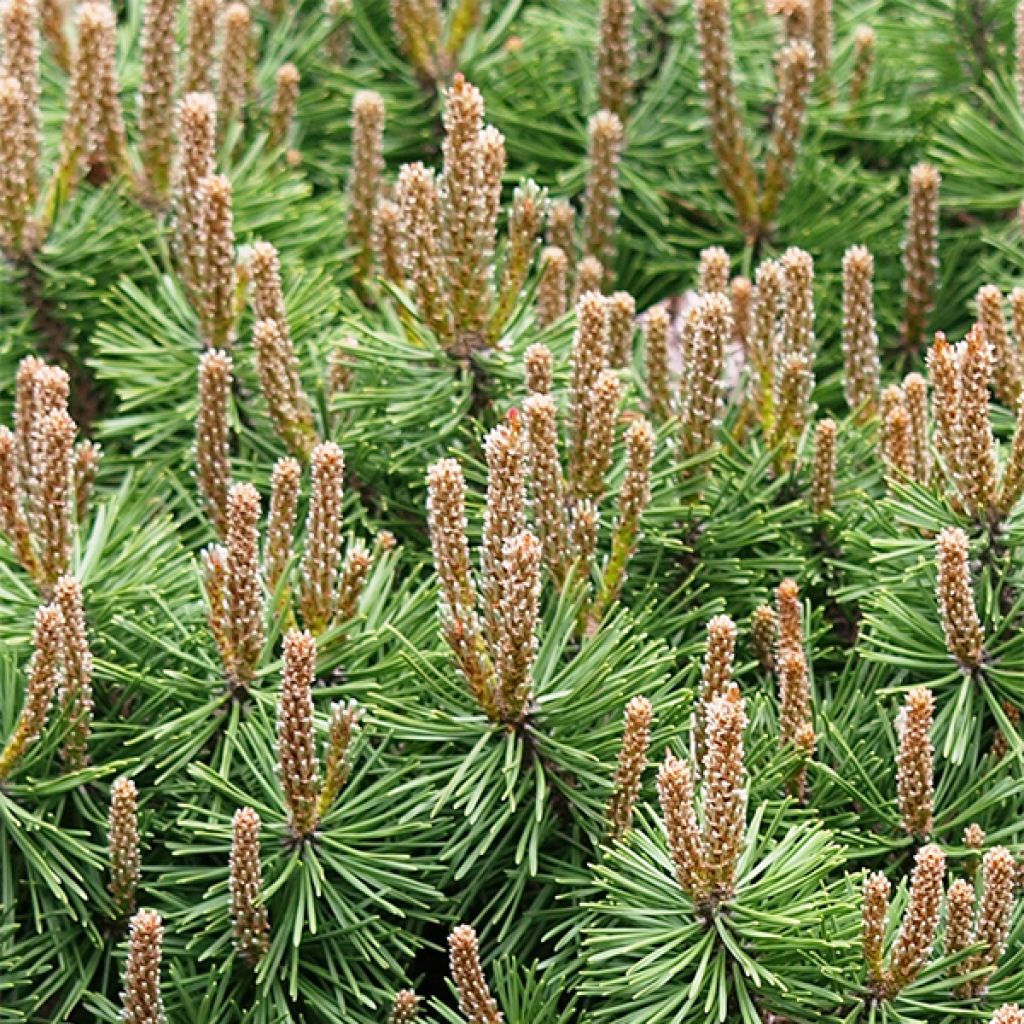 Pinus mugo Mops - Pin de montagne                                