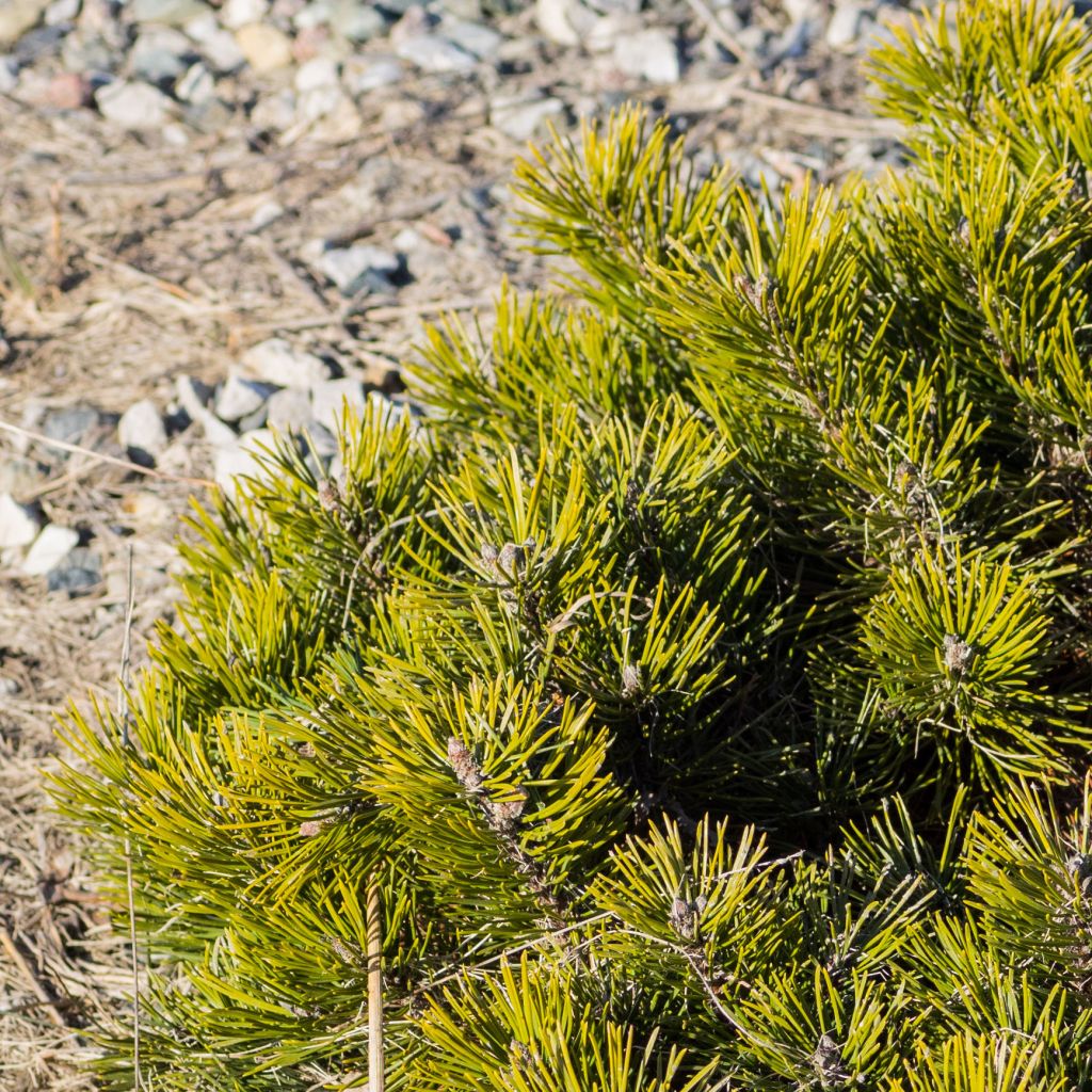 Pinus mugo pumilio - Pin de montagne                                