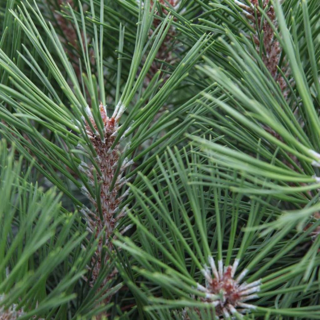 Pinus nigra Pierrick Brégeon ® (Brepo)