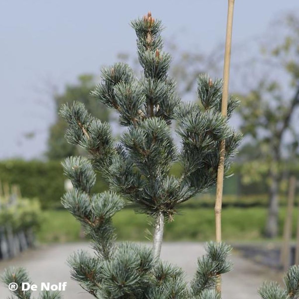 Pinus parviflora Negishi - Pin blanc japonais