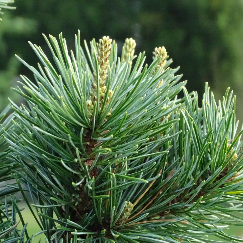 Pinus parviflora Negishi - Pin blanc japonais