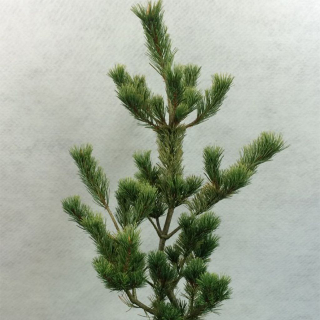 Pinus parviflora Ogon Goye - Pin blanc du Japon                     