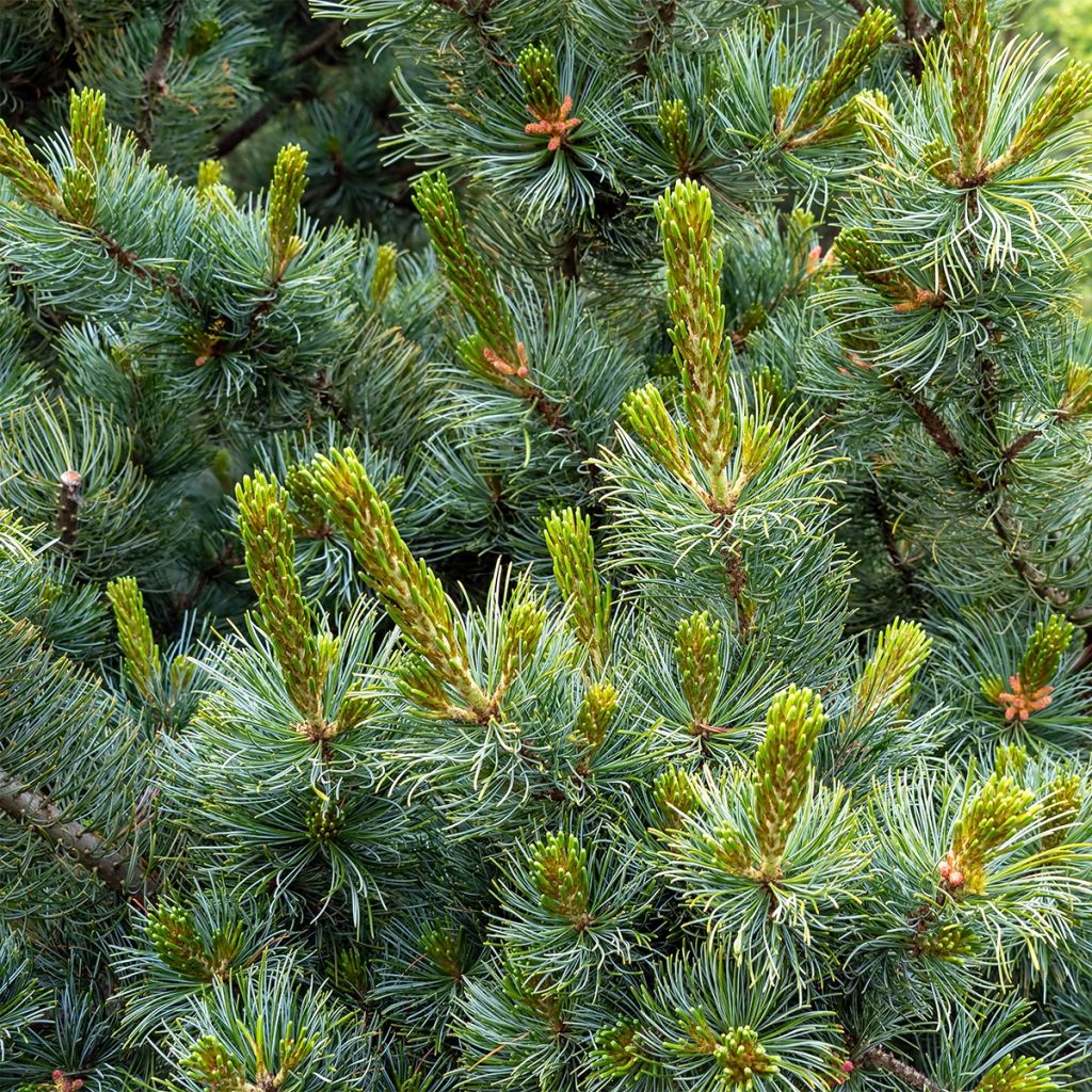 Pin blanc des japonais - Pinus parviflora Tempelhof