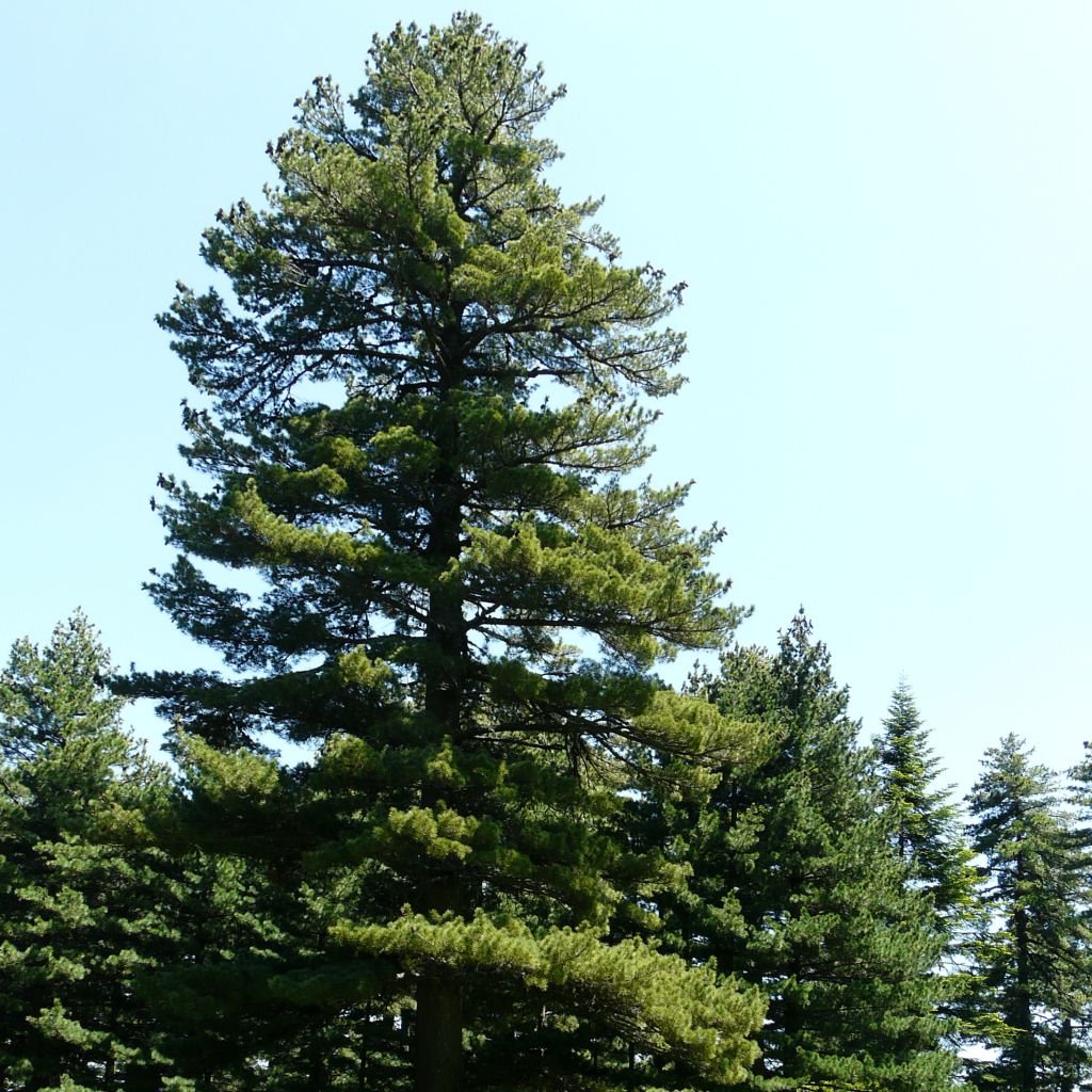 Pinus peuce - Pin de Macédoine                                      
