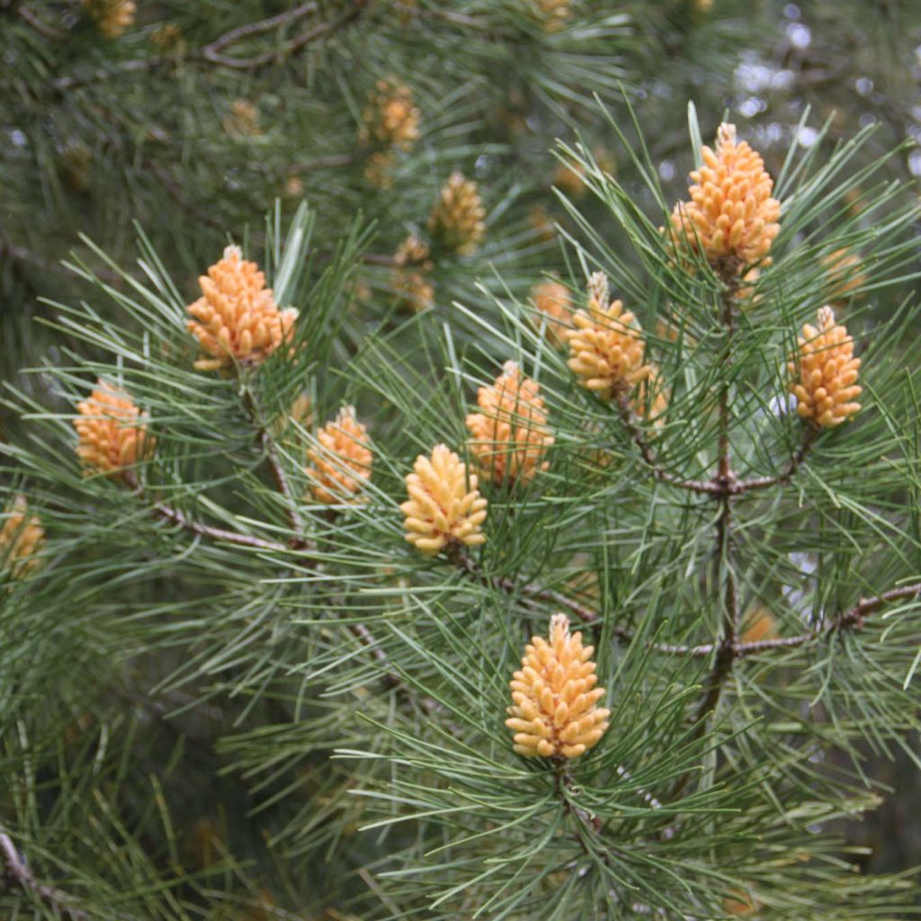 Pinus pinaster - Pin maritime