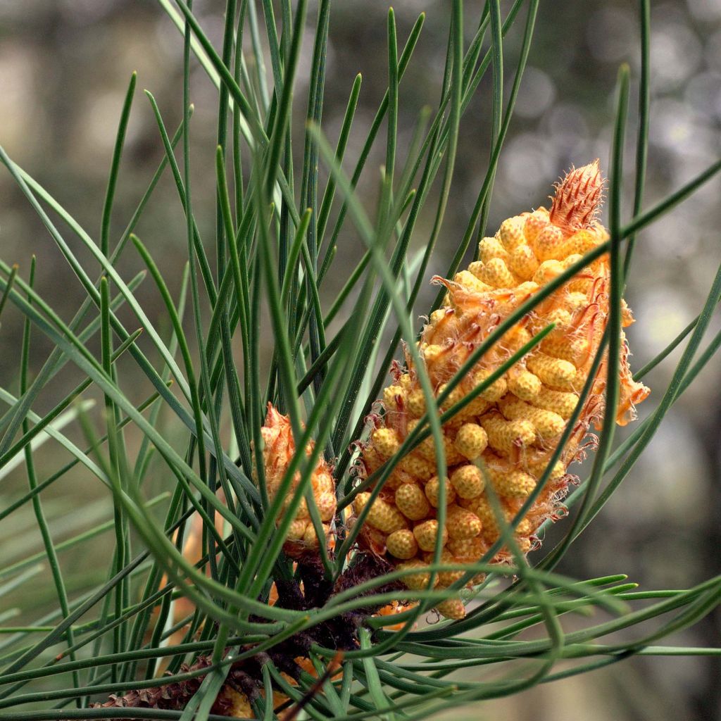 Pinus pinaster - Pin maritime