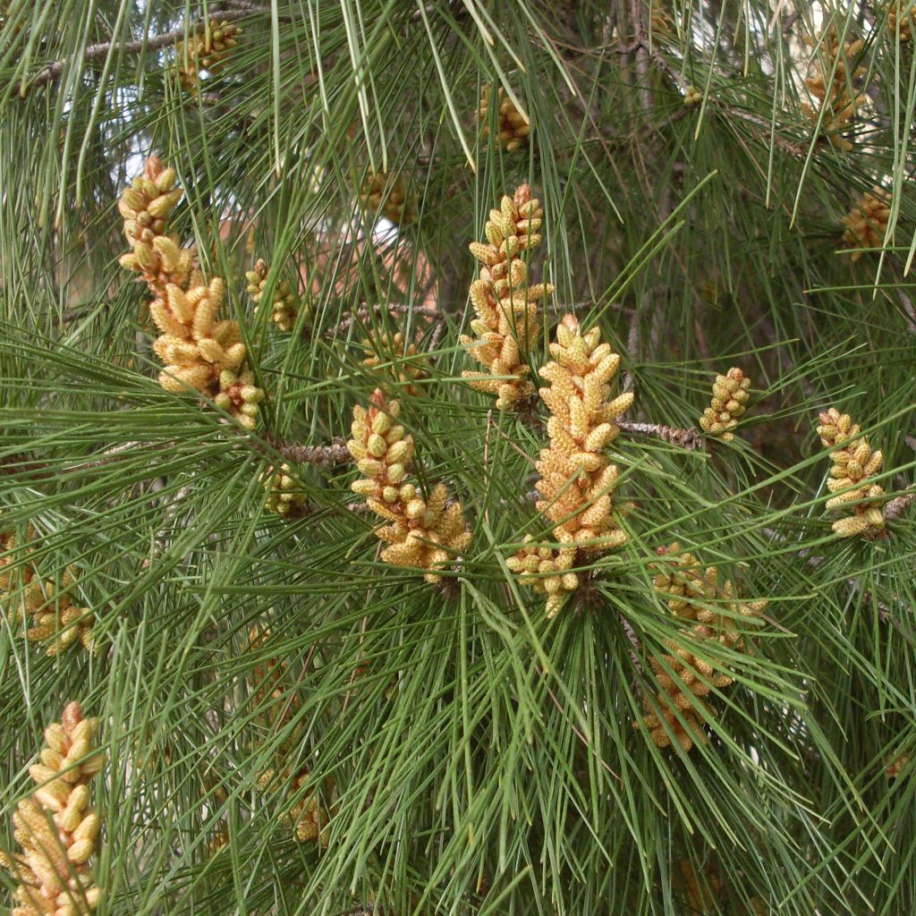 Pinus pinea - Pin parasol