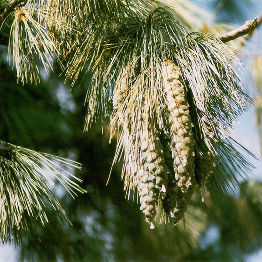 Pinus schwerinii - Pin hybride