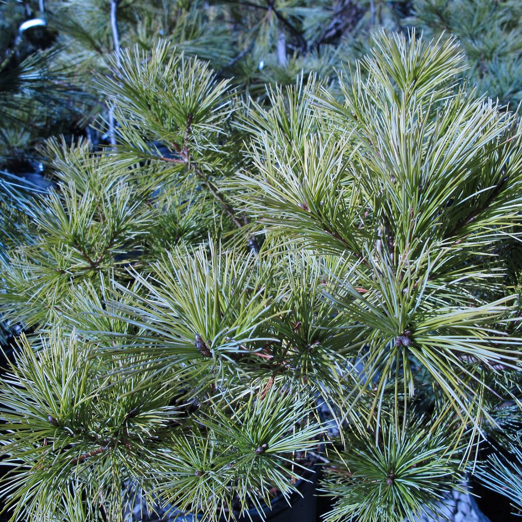 Pinus strobus Horsford - Pin de Weymouth nain                          