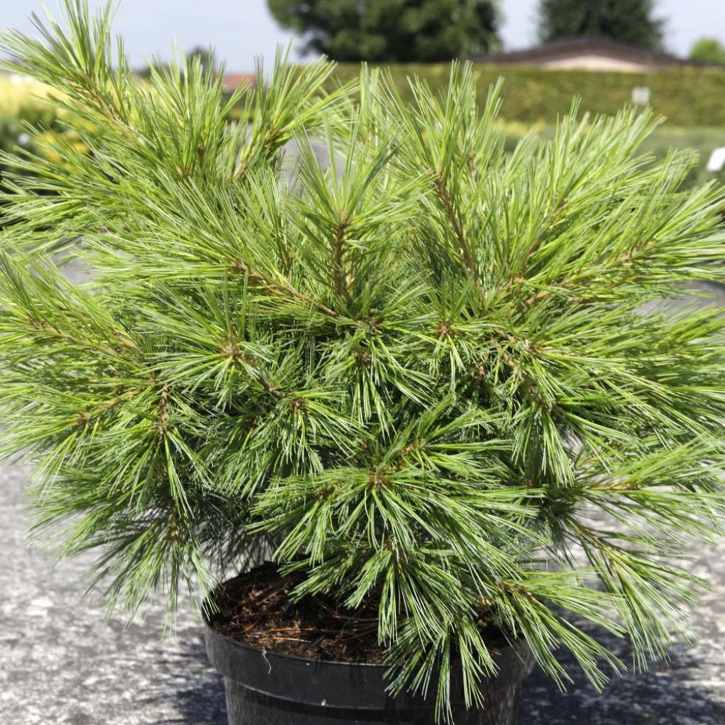 Pin de Weymouth Minima - Pinus strobus Minima