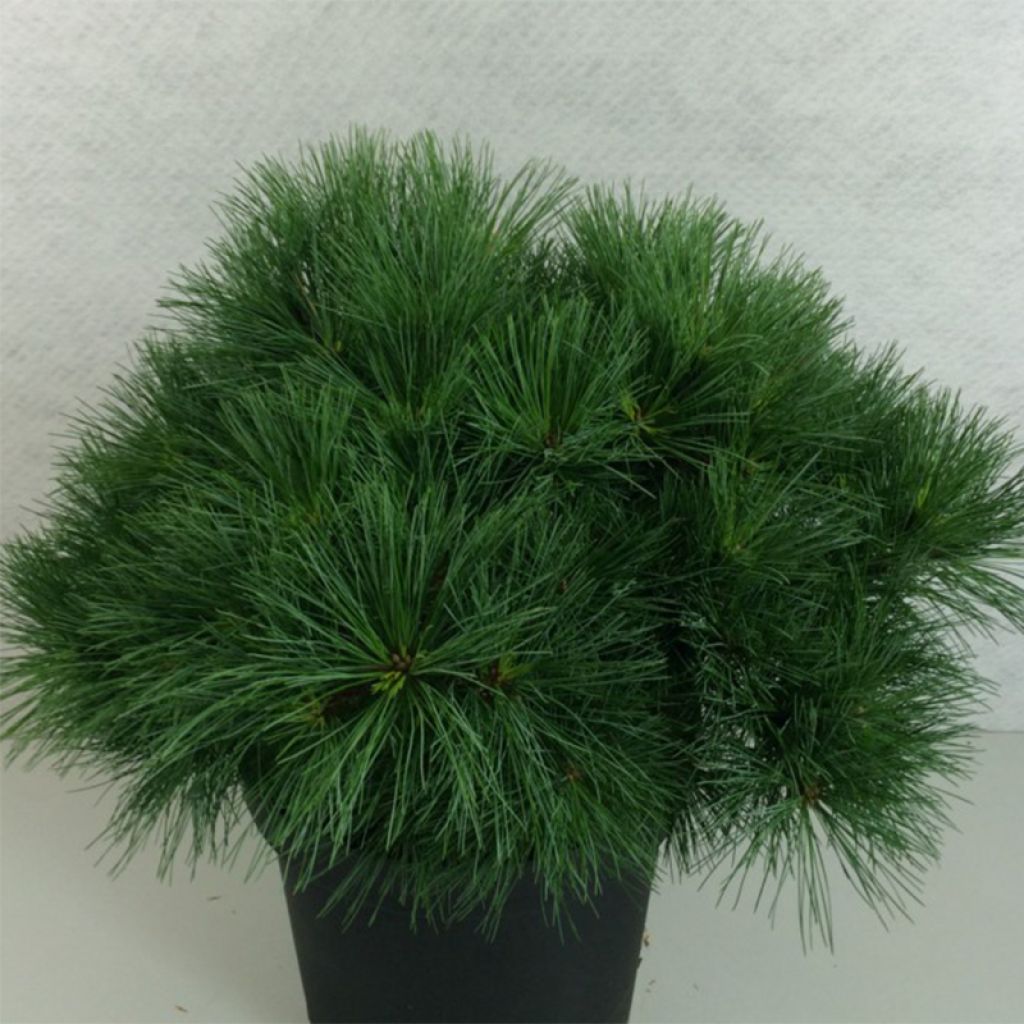 Pinus strobus Ontario - Pin de Weymouth nain                          
