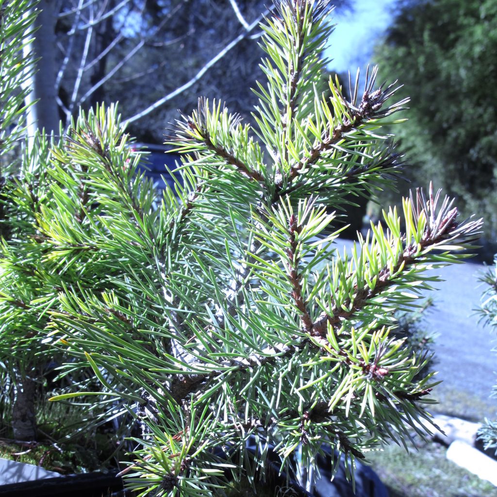 Pinus sylvestris Doone Valley - Pin sylvestre nain                  